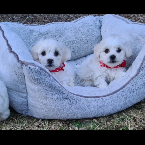 Maltese - Dogs