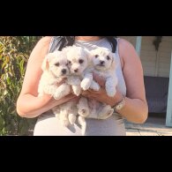 Maltese - Dogs