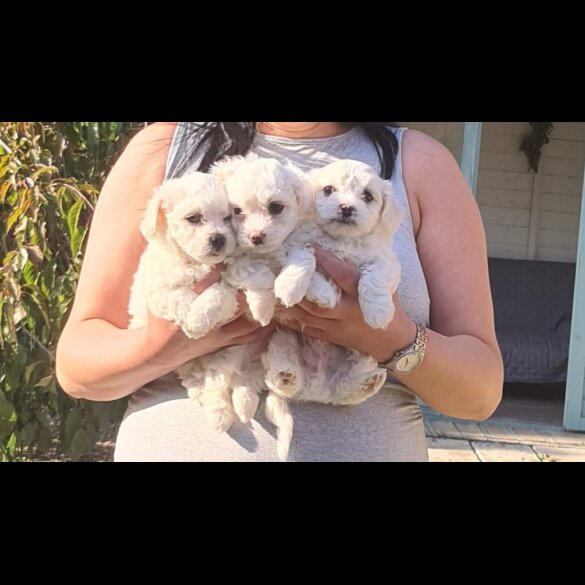Maltese - Dogs