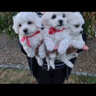 Maltese - Dogs