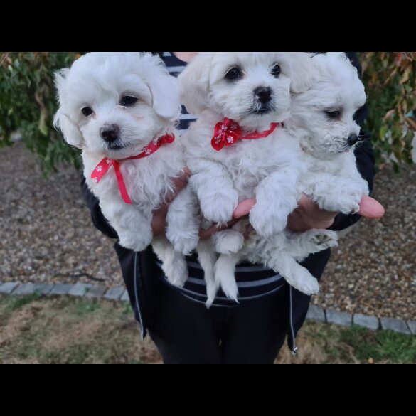 Maltese - Dogs
