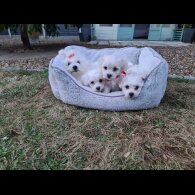 Maltese - Dogs