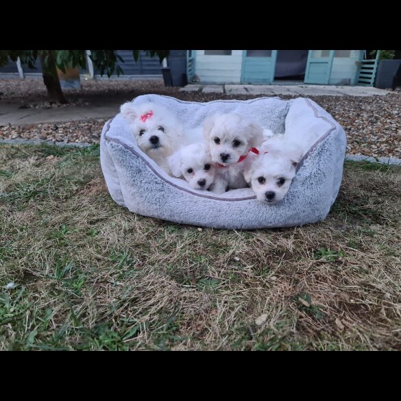 Maltese - Dogs