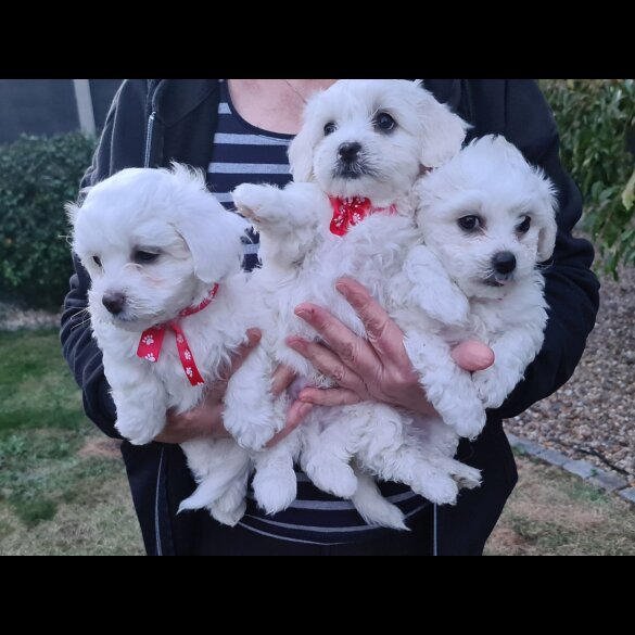 Maltese - Dogs
