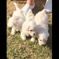 Maltese - Dogs