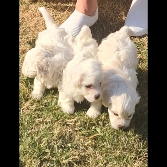 Maltese - Dogs
