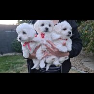 Maltese - Dogs
