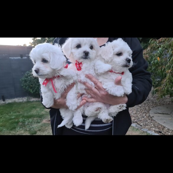 Maltese - Dogs