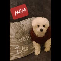 Maltese - Dogs