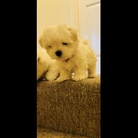 Maltese - Dogs