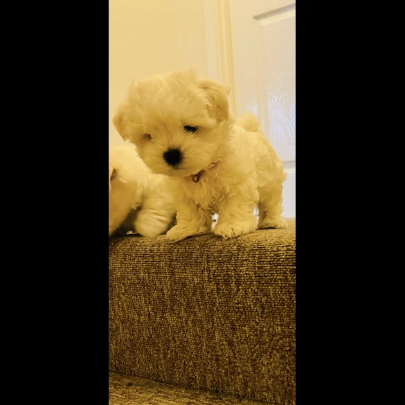 Maltese - Dogs