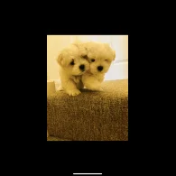 Maltese - Dogs