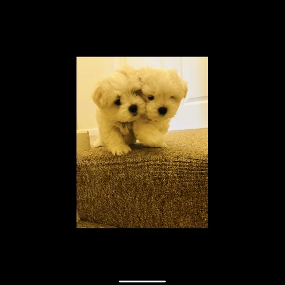 Maltese - Dogs