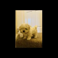 Maltese - Dogs