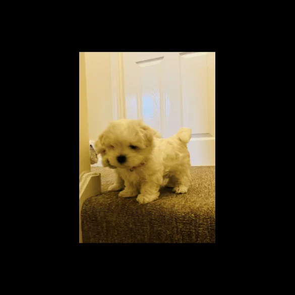 Maltese - Dogs