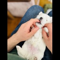 Maltese - Dogs