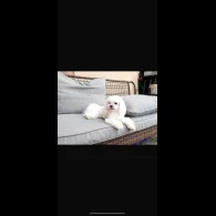 Maltese - Dogs