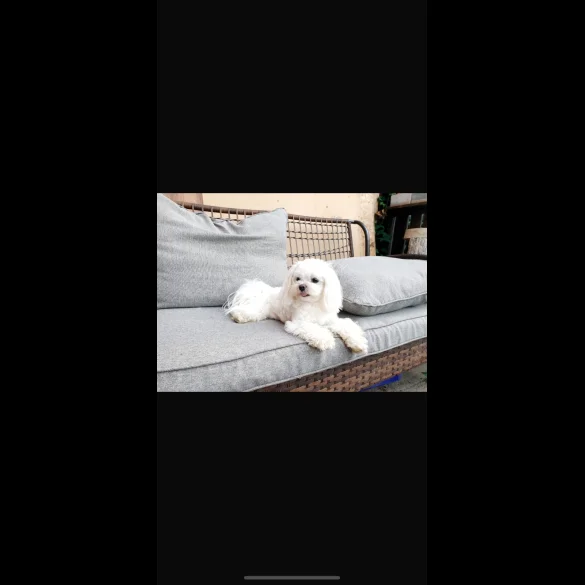 Maltese - Dogs