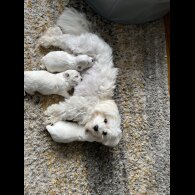 Maltese - Dogs