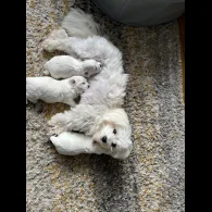 Maltese - Dogs