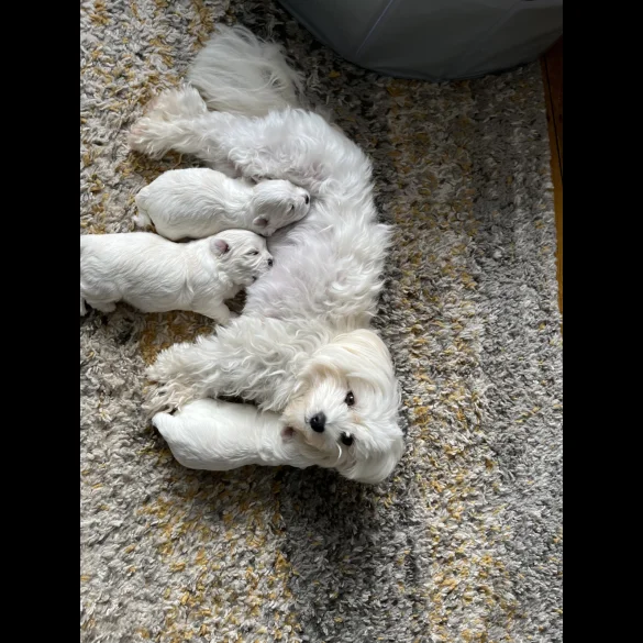 Maltese - Dogs