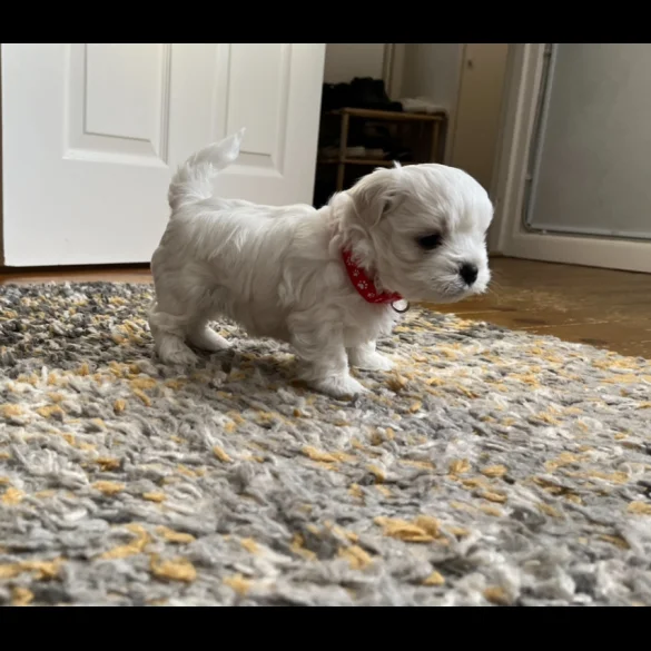 Maltese - Dogs