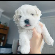Maltese - Dogs