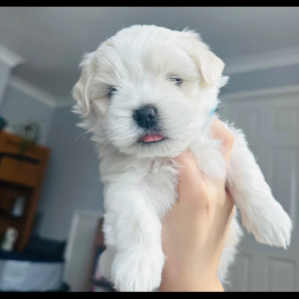 Maltese - Dogs