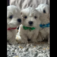 Maltese - Dogs