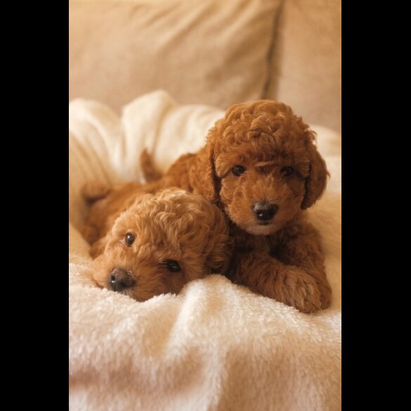 Maltipoo - Bitches