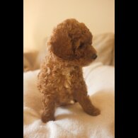 Maltipoo - Bitches