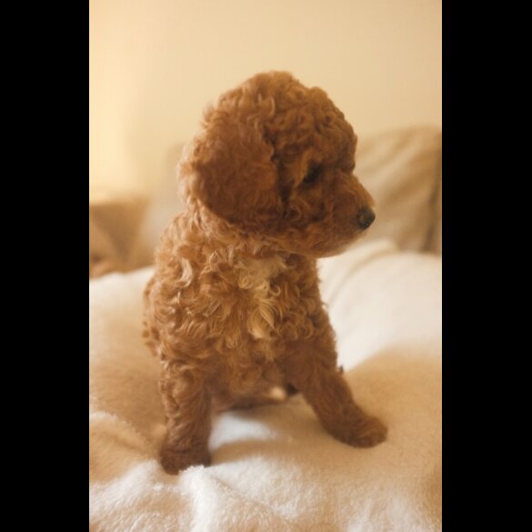 Maltipoo - Bitches