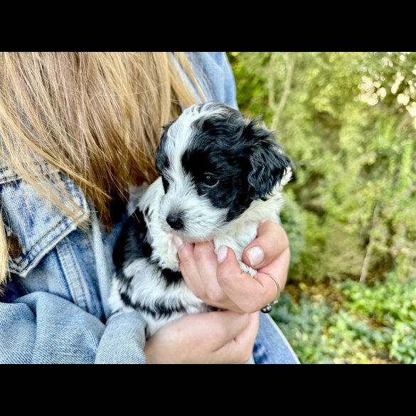 Maltipoo - Dogs