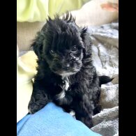 Maltipoo - Dogs