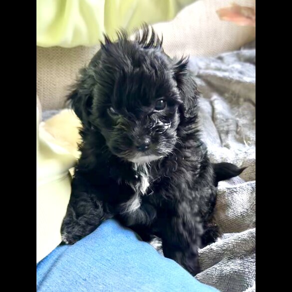 Maltipoo - Dogs