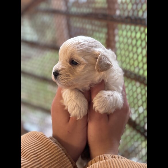 Maltipoo - Dogs