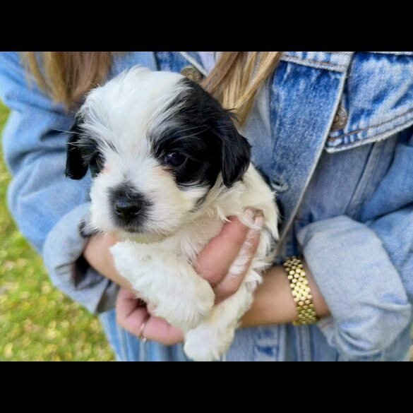 Maltipoo - Dogs