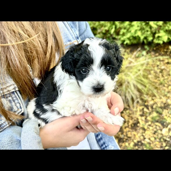 Maltipoo - Dogs
