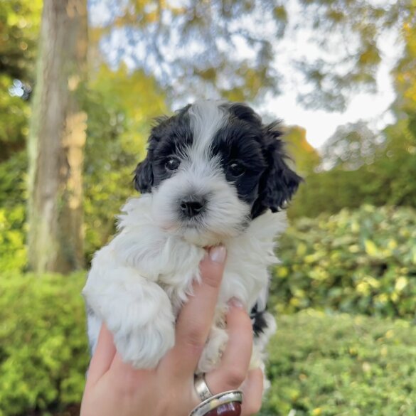 Maltipoo - Dogs