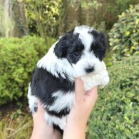 Maltipoo - Dogs