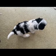 Maltipoo - Dogs