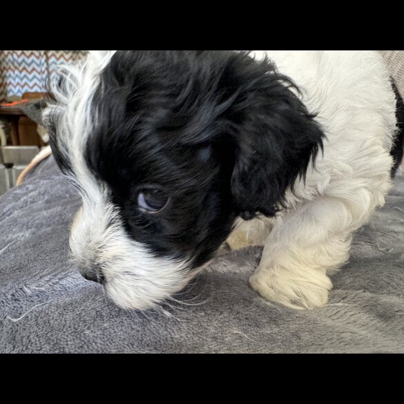 Maltipoo - Dogs