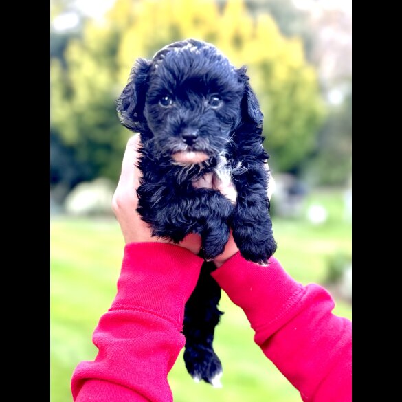 Maltipoo - Dogs