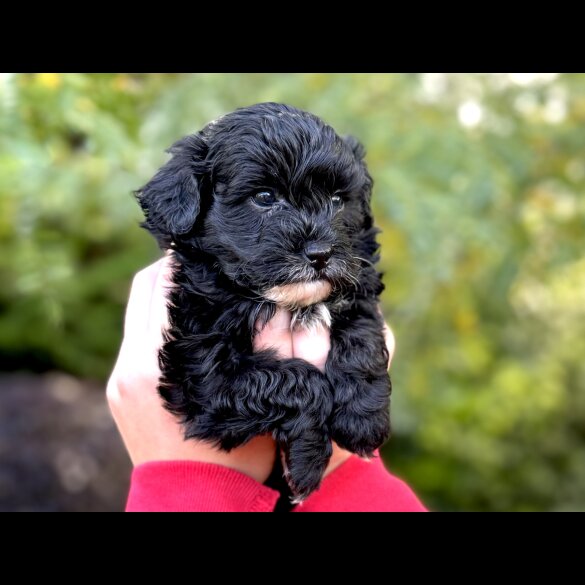 Maltipoo - Dogs