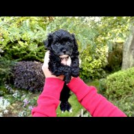 Maltipoo - Dogs