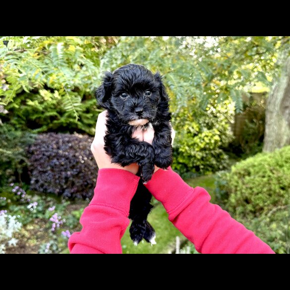 Maltipoo - Dogs