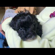 Maltipoo - Dogs