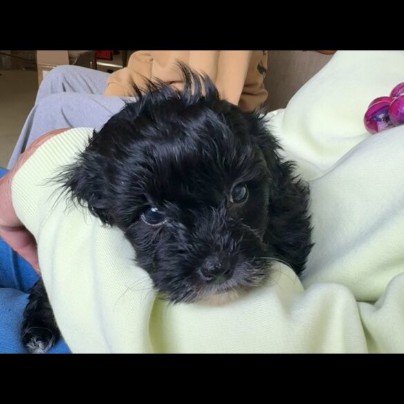Maltipoo - Dogs