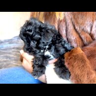 Maltipoo - Dogs
