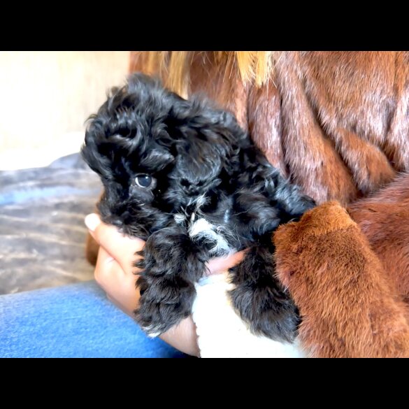 Maltipoo - Dogs